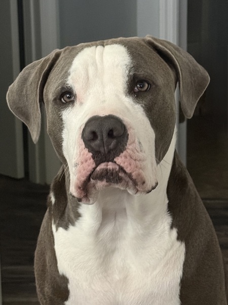 Entry image for Cooper. Clicking this image will show a larger photo