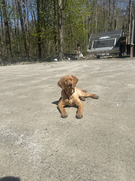 Entry image for Lily . Clicking this image will show a larger photo