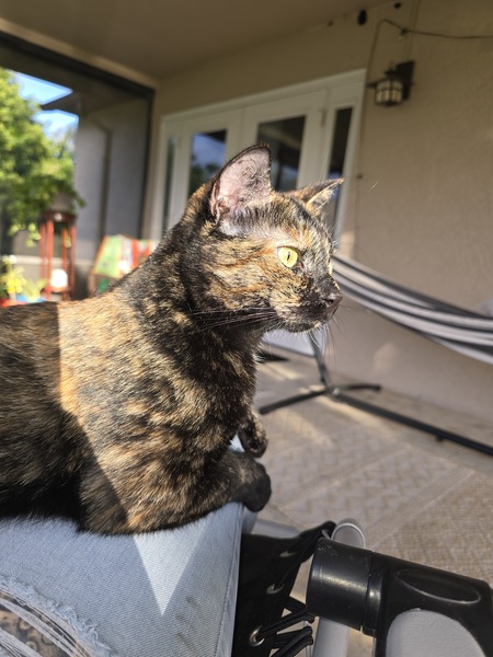 Entry image for Tortellini . Clicking this image will show a larger photo