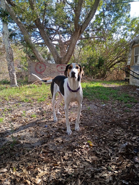 Entry image for Doom. Clicking this image will show a larger photo