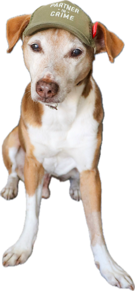 Entry image for Toffee. Clicking this image will show a larger photo