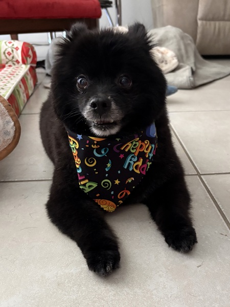 Entry image for Mia Rose. Clicking this image will show a larger photo