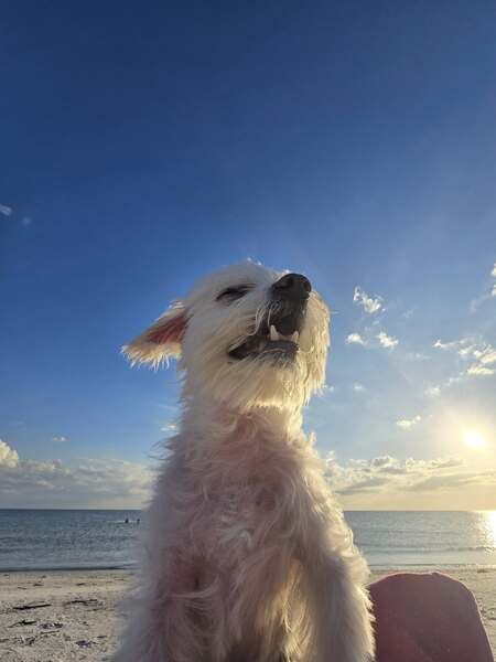 Entry image for Bisquit. Clicking this image will show a larger photo