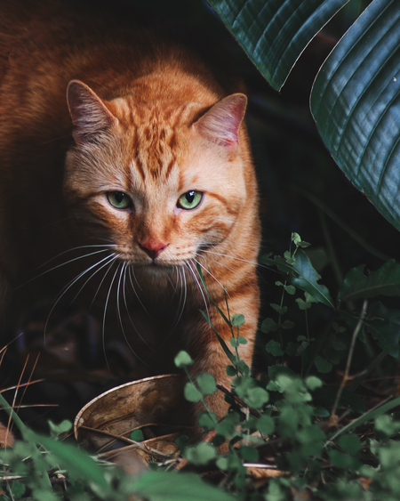 Entry image for Cheese. Clicking this image will show a larger photo