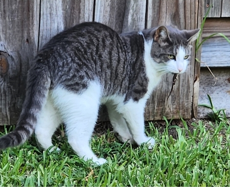 Entry image for Sebastian . Clicking this image will show a larger photo