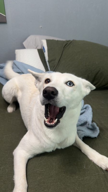 Entry image for Nala. Clicking this image will show a larger photo