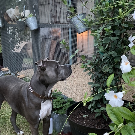 Entry image for Ace. Clicking this image will show a larger photo