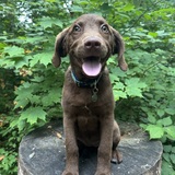 Entry image for Isla Gale