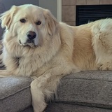 Entry image for Harry