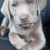 Entry image for Bentley 