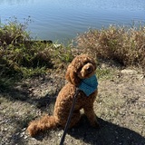 Entry image for Fenrys 