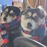 Entry image for Millie & Sky