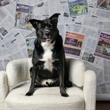 Entry image for Broly Howard 