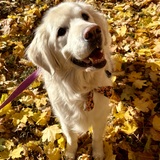 Entry image for Rosie