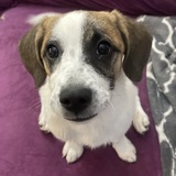 Entry image for Goldie