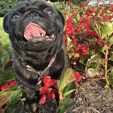 Entry image for Rome