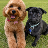 Entry image for Annabelle and Otto 