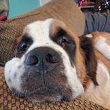 Entry image for Bella