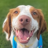 Entry image for Stevie