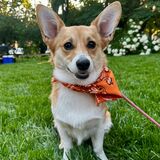 Entry image for Josie