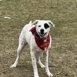 Entry image for Dagny