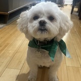 Entry image for Ruby