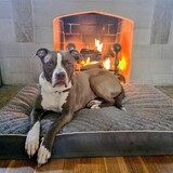 Entry image for Dahlia