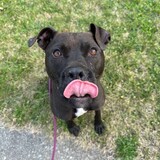 Entry image for Stitch