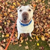 Entry image for Ollie