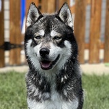 Entry image for Silas