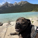 Entry image for Maverick