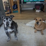 Entry image for Oscar & Henrietta 