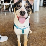 Entry image for Zaboofoo