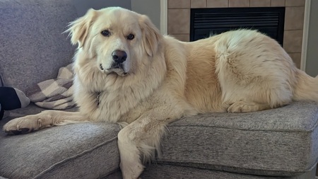 Entry image for Harry. Clicking this image will show a larger photo