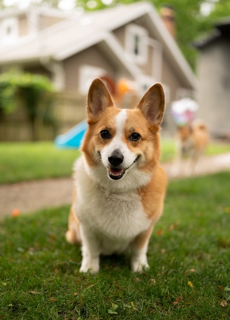 Entry image for Kona. Clicking this image will show a larger photo