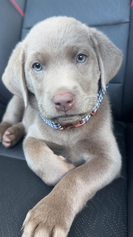 Entry image for Bentley . Clicking this image will show a larger photo