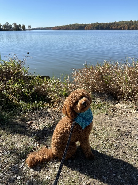 Entry image for Fenrys . Clicking this image will show a larger photo