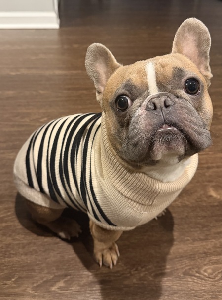 Entry image for Timmy. Clicking this image will show a larger photo