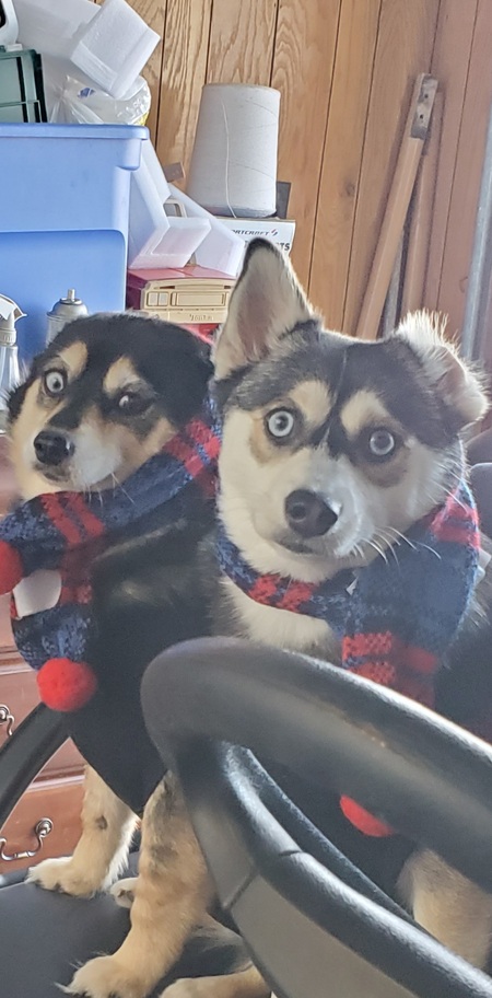 Entry image for Millie & Sky. Clicking this image will show a larger photo