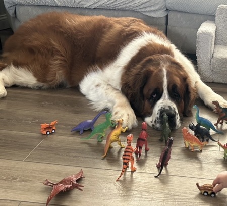 Entry image for Samson. Clicking this image will show a larger photo