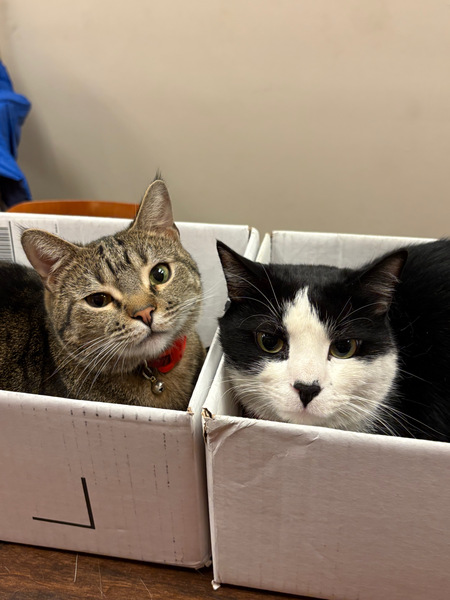 Entry image for Dusty and Beans. Clicking this image will show a larger photo