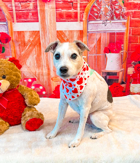 Entry image for Lewie. Clicking this image will show a larger photo