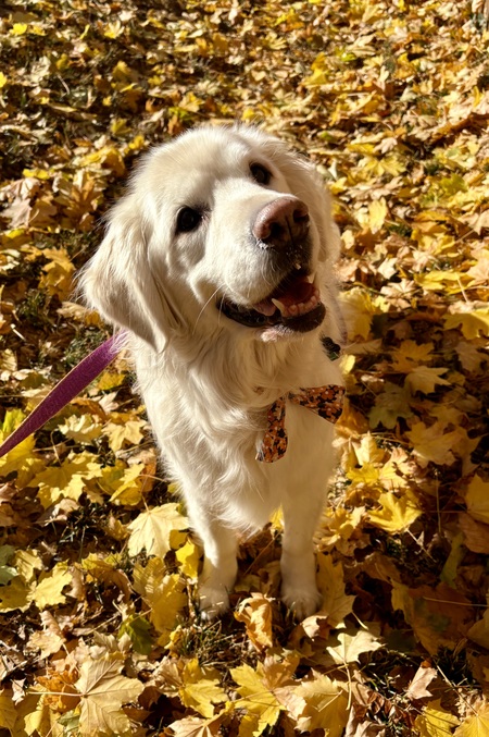 Entry image for Rosie. Clicking this image will show a larger photo