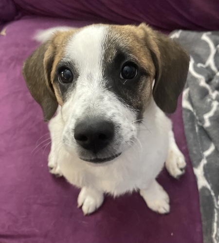 Entry image for Goldie. Clicking this image will show a larger photo