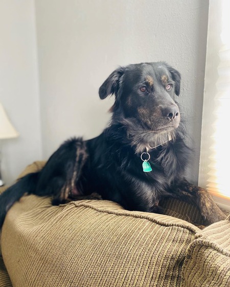 Entry image for Marshall. Clicking this image will show a larger photo