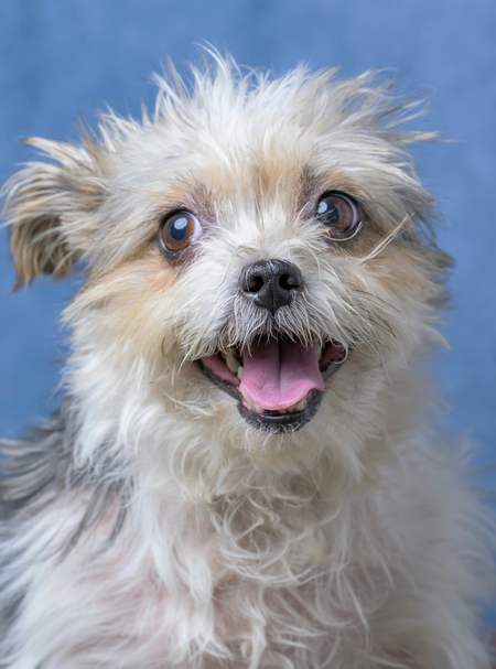 Entry image for Lucy. Clicking this image will show a larger photo