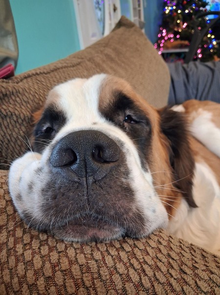 Entry image for Bella. Clicking this image will show a larger photo