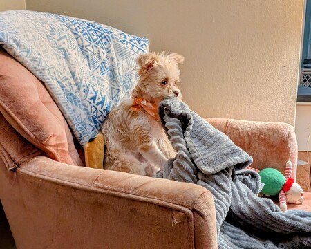 Entry image for Gilly. Clicking this image will show a larger photo