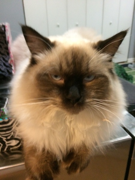 Entry image for Lump. Clicking this image will show a larger photo