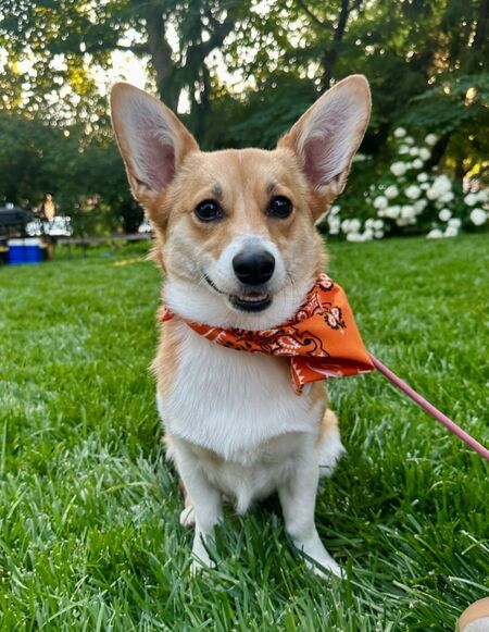 Entry image for Josie. Clicking this image will show a larger photo